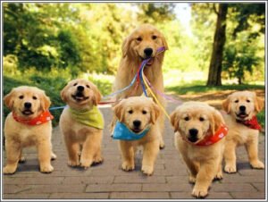 Read more about the article Finding Joy and Furry Companionship: Golden Retriever Puppies for Sale in Bangalore at Best Prices