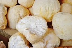 You are currently viewing Where can I buy high-quality Lion’s Mane Extract?