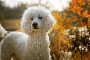 Read more about the article Bangalore’s Poodle Paradise: Affordable Puppies for Loving Homes