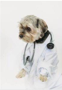 Read more about the article Quality Care for Your Furry Friends: Rancho Peñasquitos Veterinary Hospital and Animal Hospital in San Diego, CA