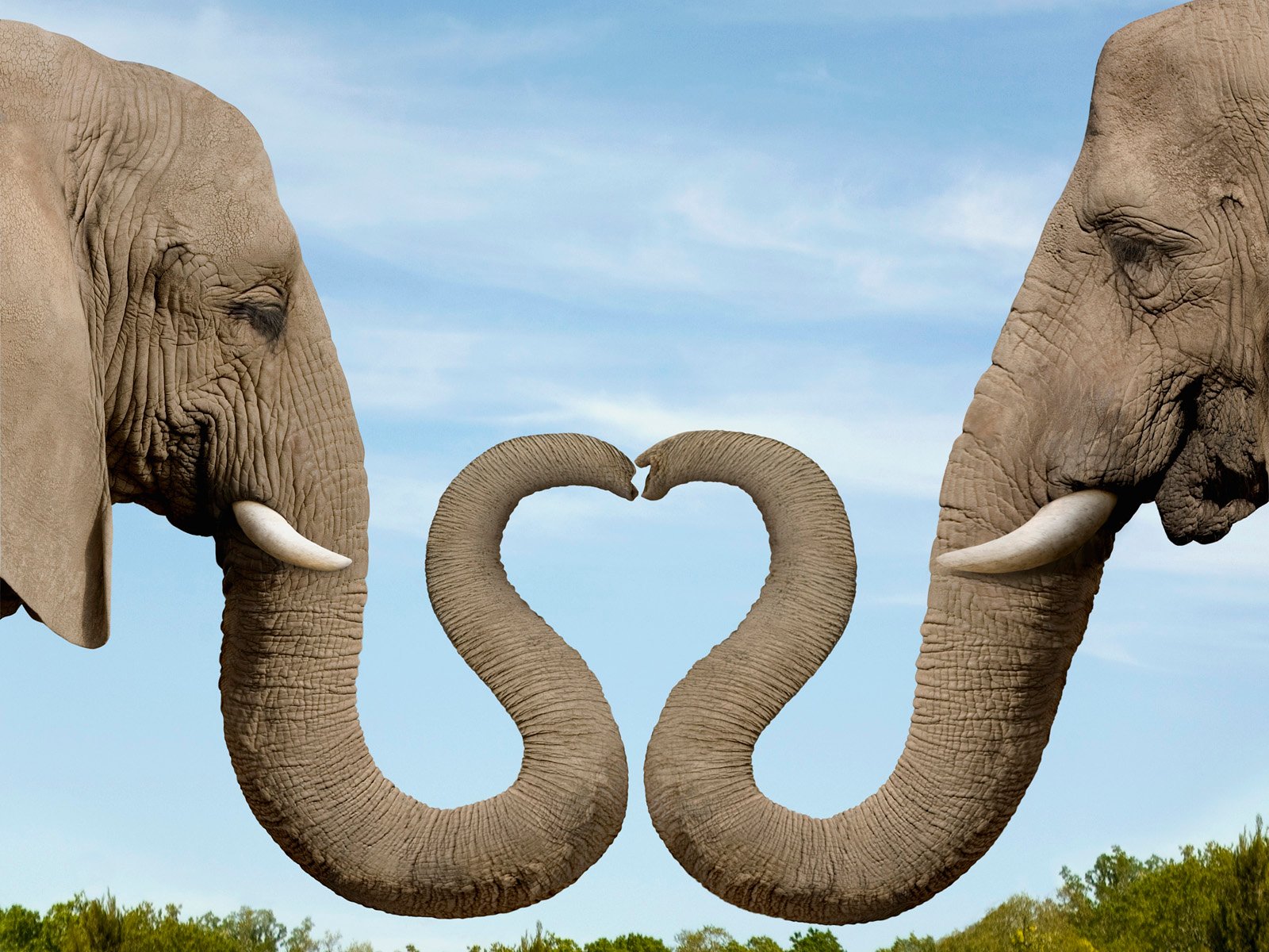 You are currently viewing Understanding Elephant Insurance: What You Need to Know