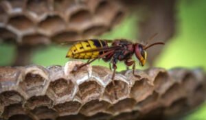 Read more about the article Wasp Control Maple Ridge: Safeguarding Your Home and Community